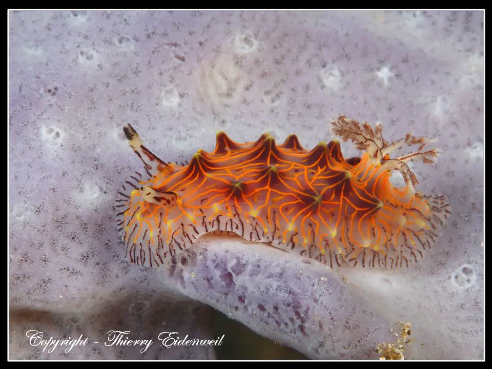 Anilao Macro Dive Media Highlight